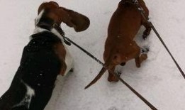 老汪爆料虎豹视频,虎豹视频背后的惊人真相