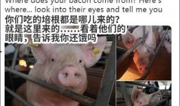 二狗爆料猪圈视频,猪圈视频背后的惊人真相